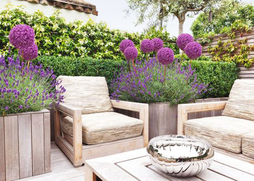 Lavendel snoeien, verzorgen tuin voor binnen buiten!